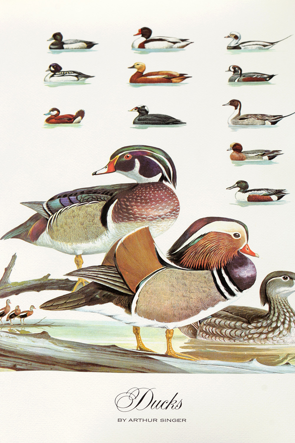 Group of Arthur Singer Bird Prints and Diorama