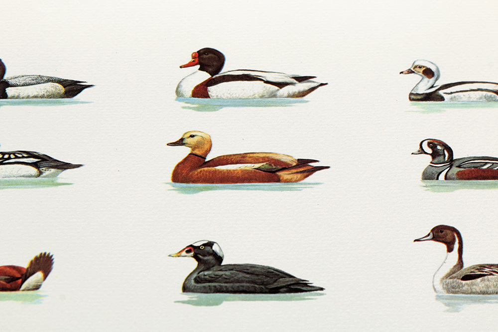 Group of Arthur Singer Bird Prints and Diorama