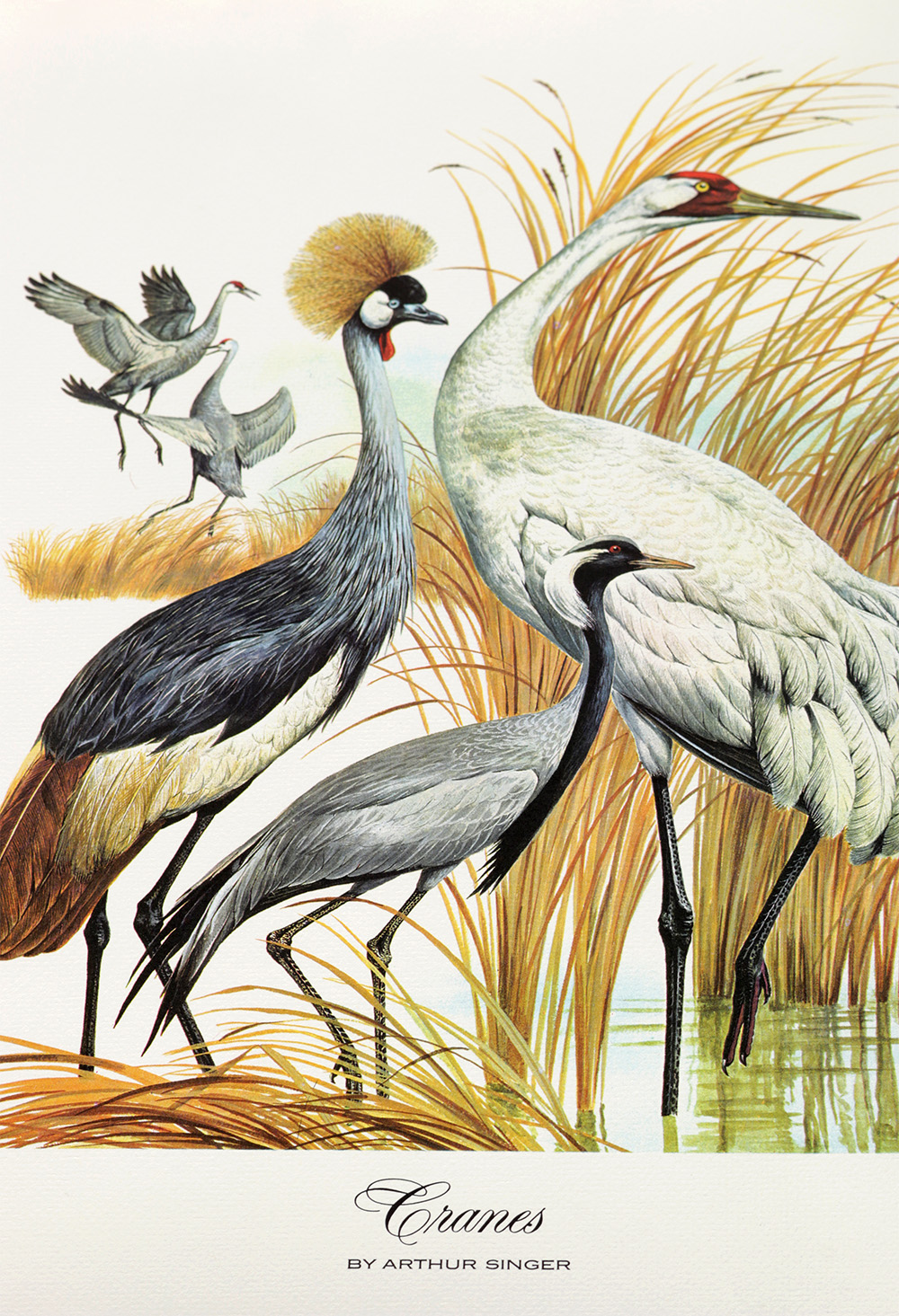 Group of Arthur Singer Bird Prints and Diorama