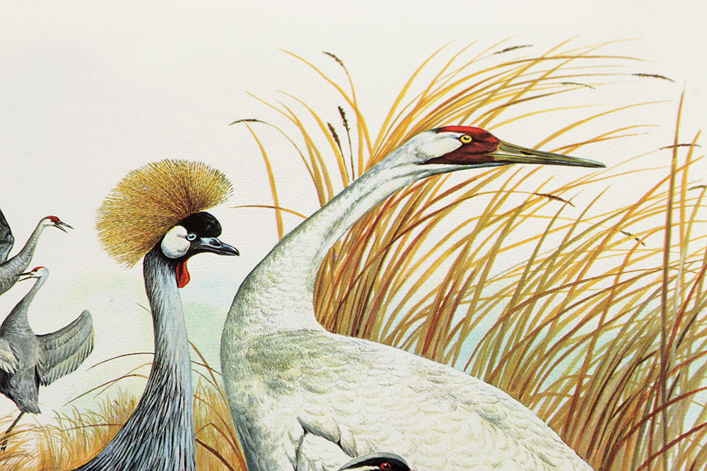 Group of Arthur Singer Bird Prints and Diorama