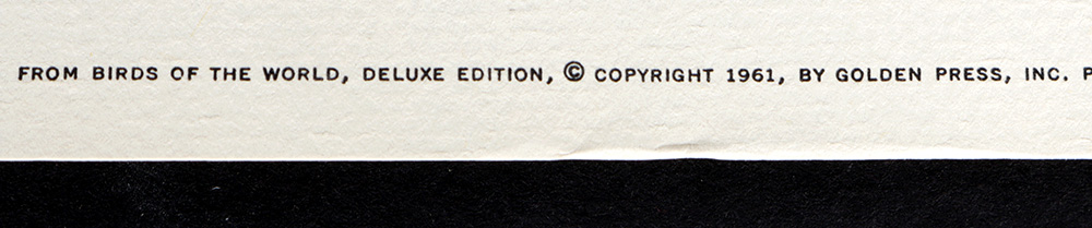 Group of Arthur Singer Bird Prints and Diorama