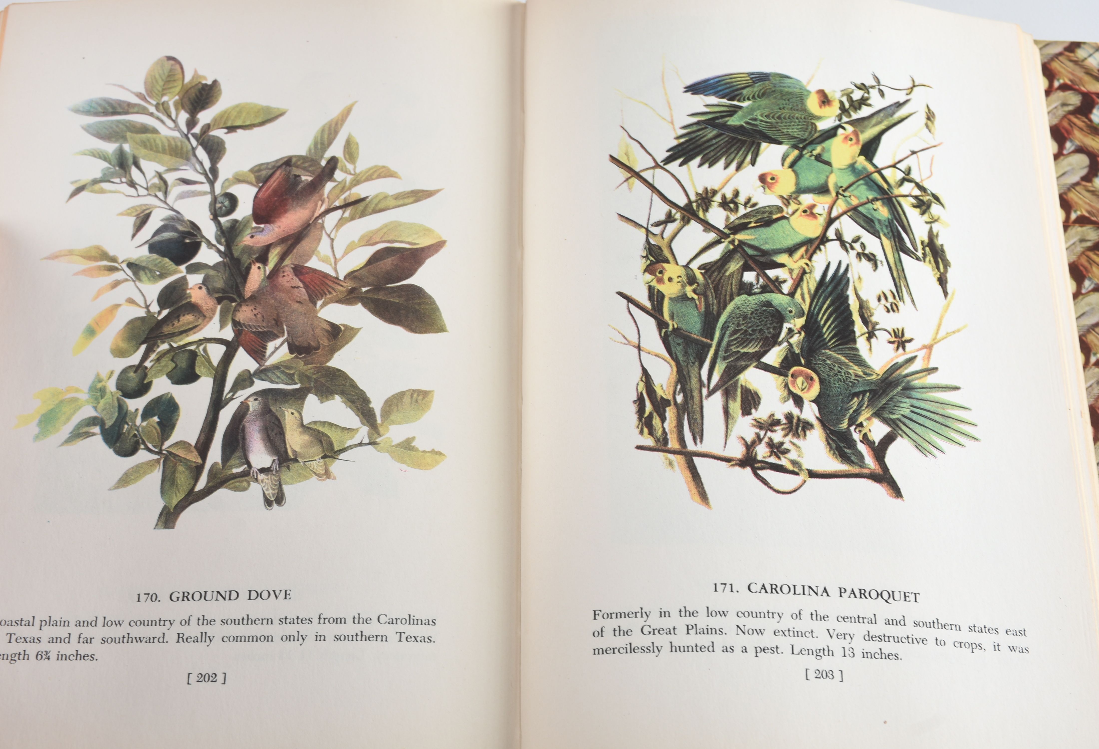 Collection of Audubon Books and Nature Programs