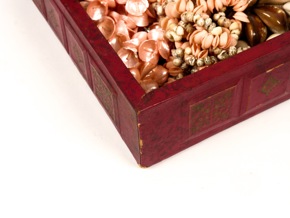 Collection of Seashell Jewelry in Jewelry Box