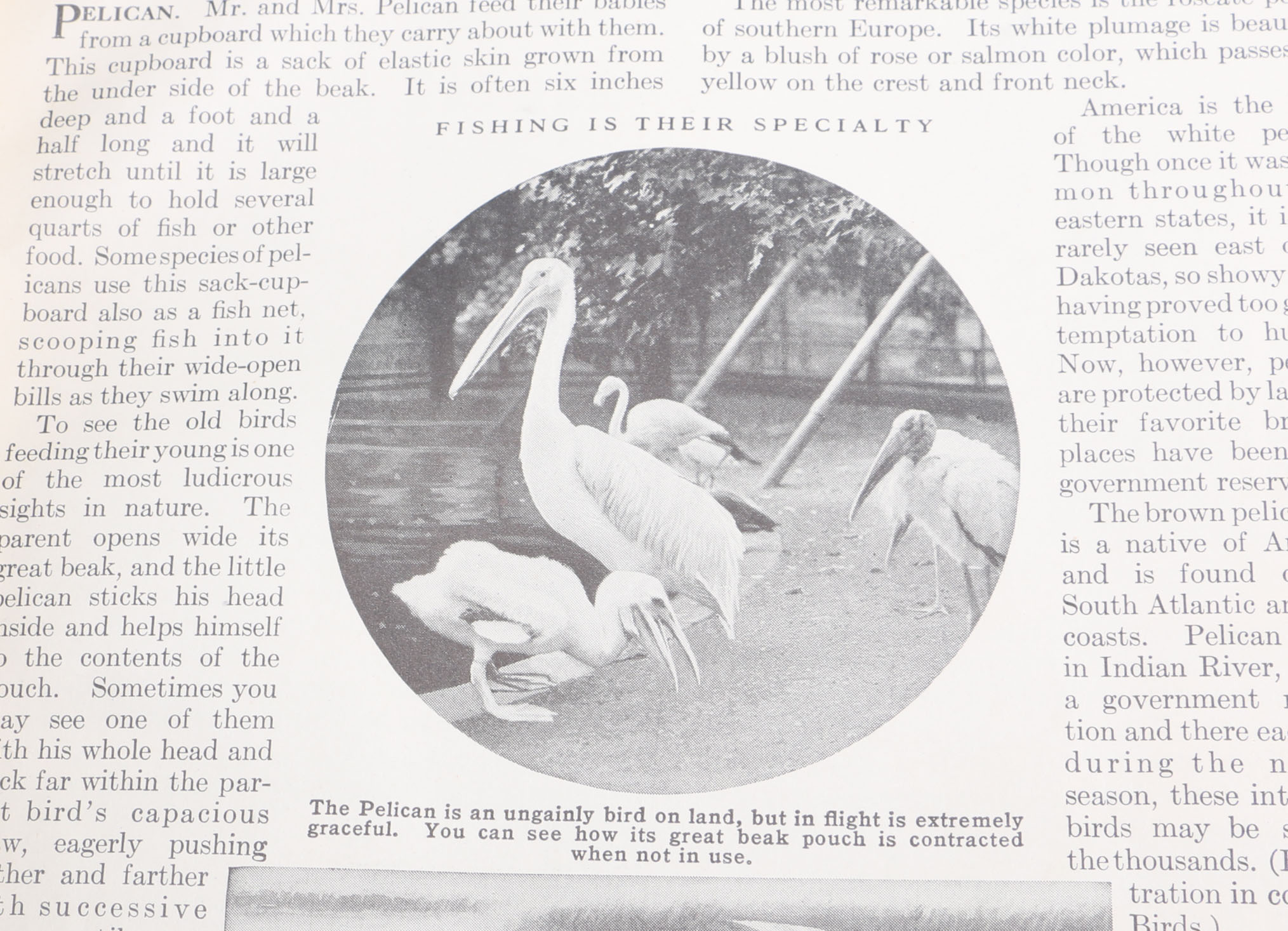 Vintage Collection of "Compton's Pictured Encyclopedia"