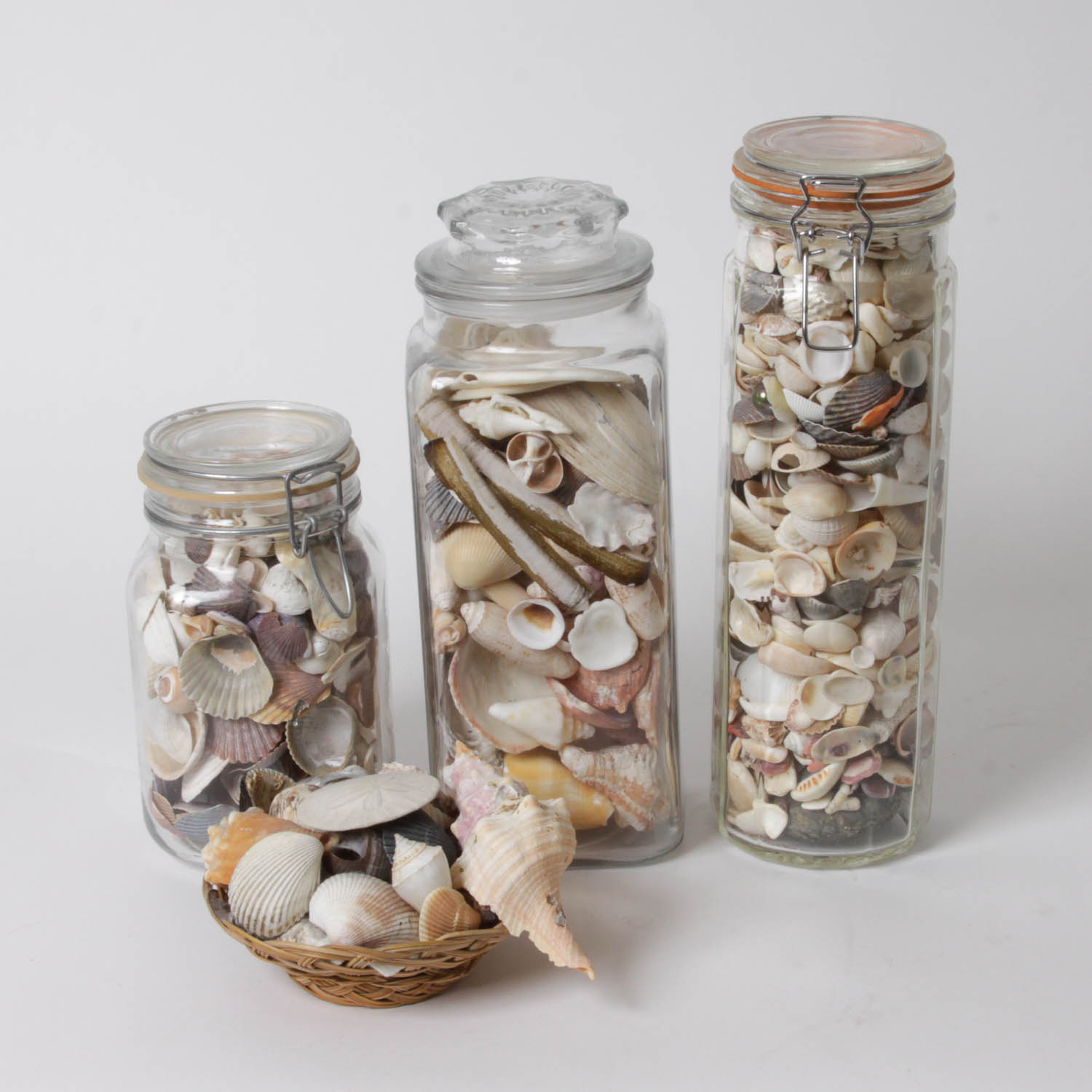 Shell Collection