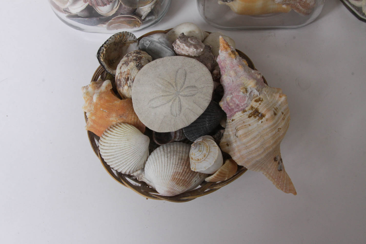 Shell Collection