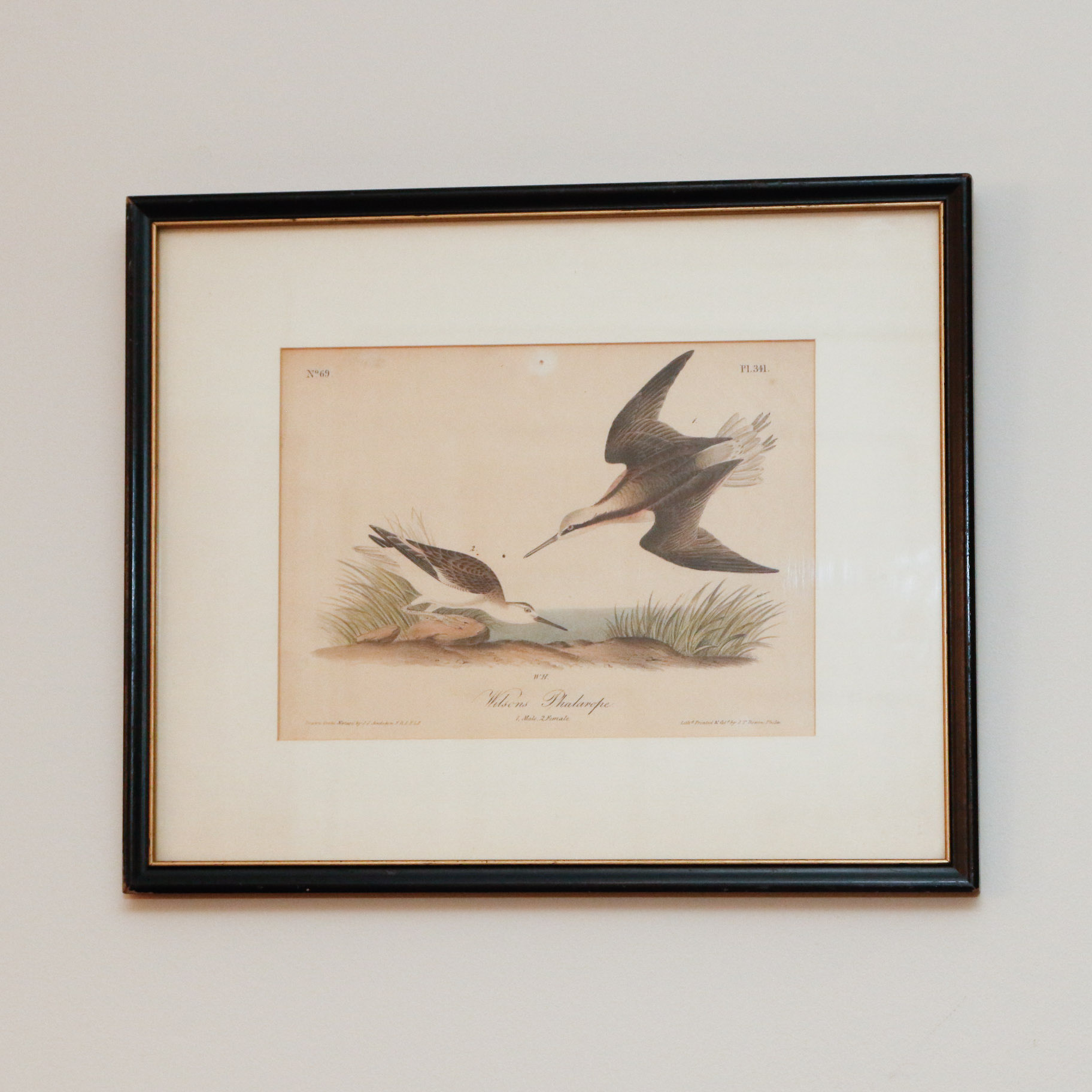 J.J. Audubon "Wilson's Phalarope" Bowen Edition Lithograph