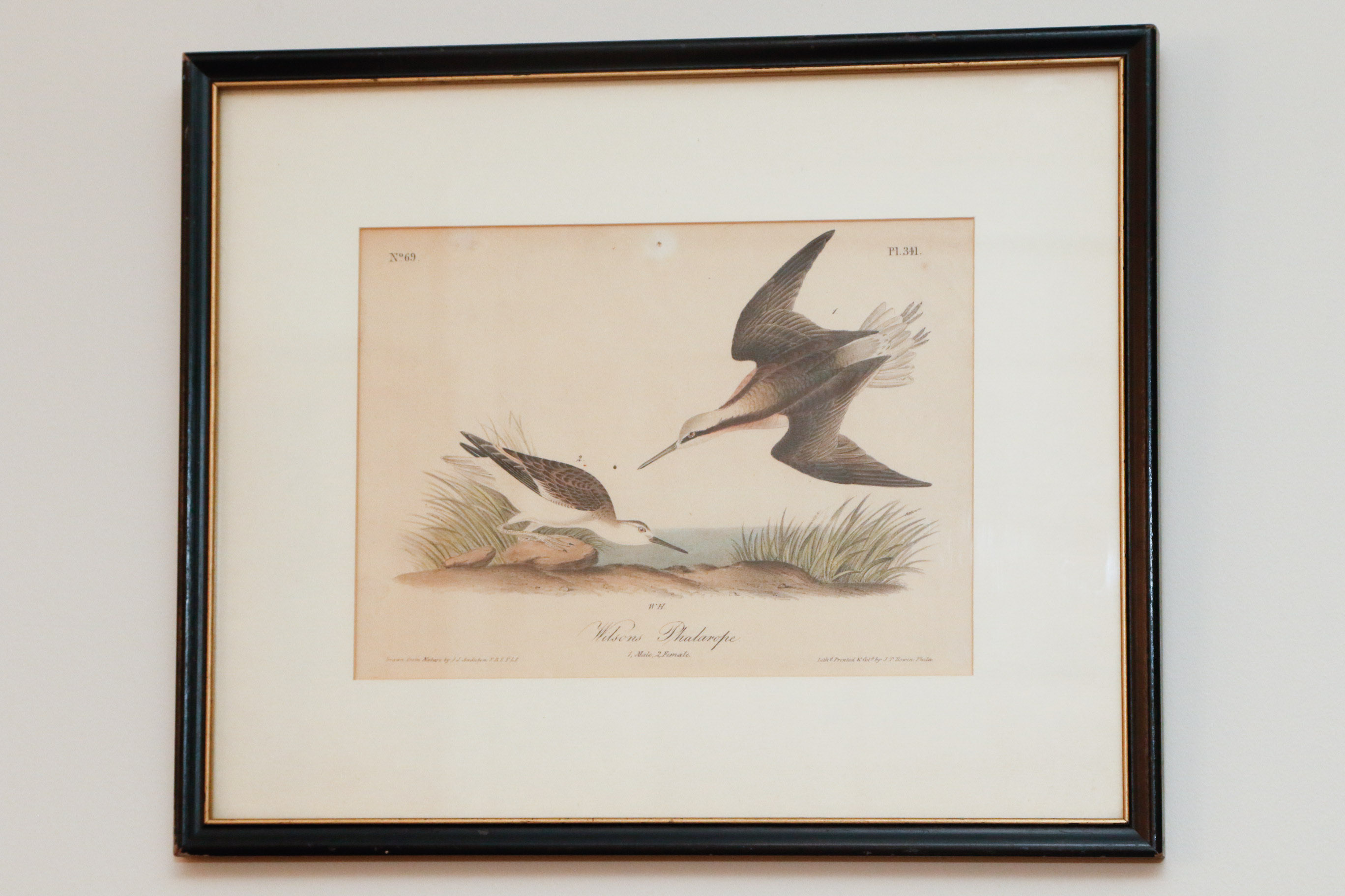 J.J. Audubon "Wilson's Phalarope" Bowen Edition Lithograph