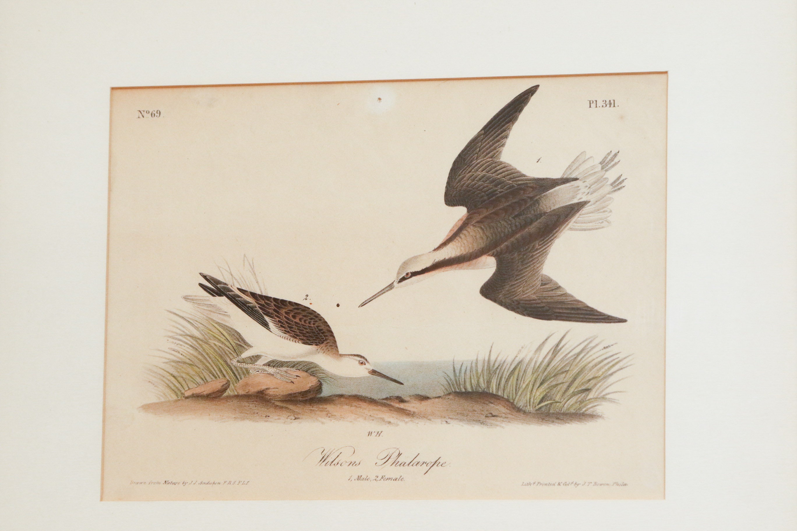 J.J. Audubon "Wilson's Phalarope" Bowen Edition Lithograph