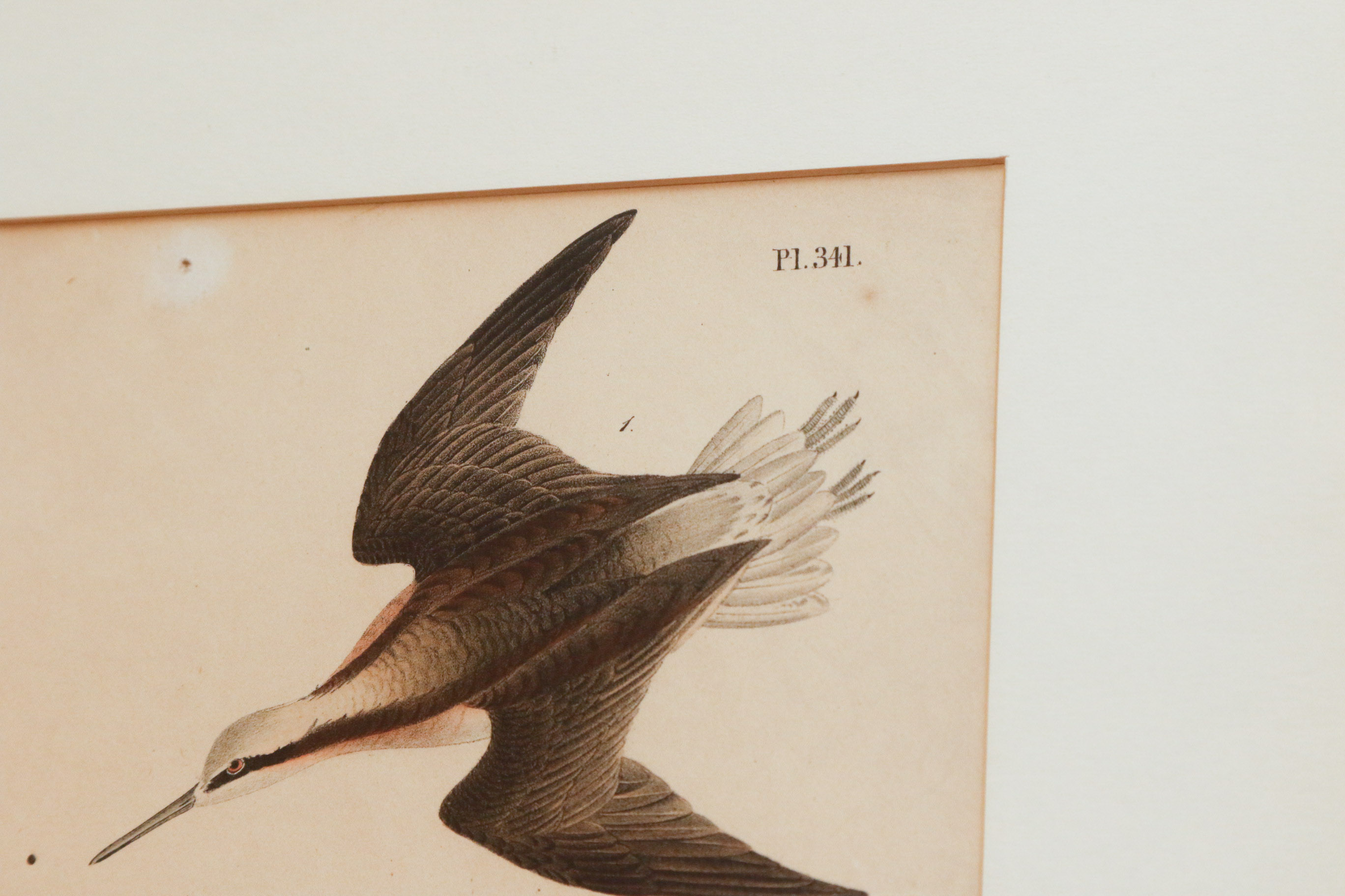 J.J. Audubon "Wilson's Phalarope" Bowen Edition Lithograph