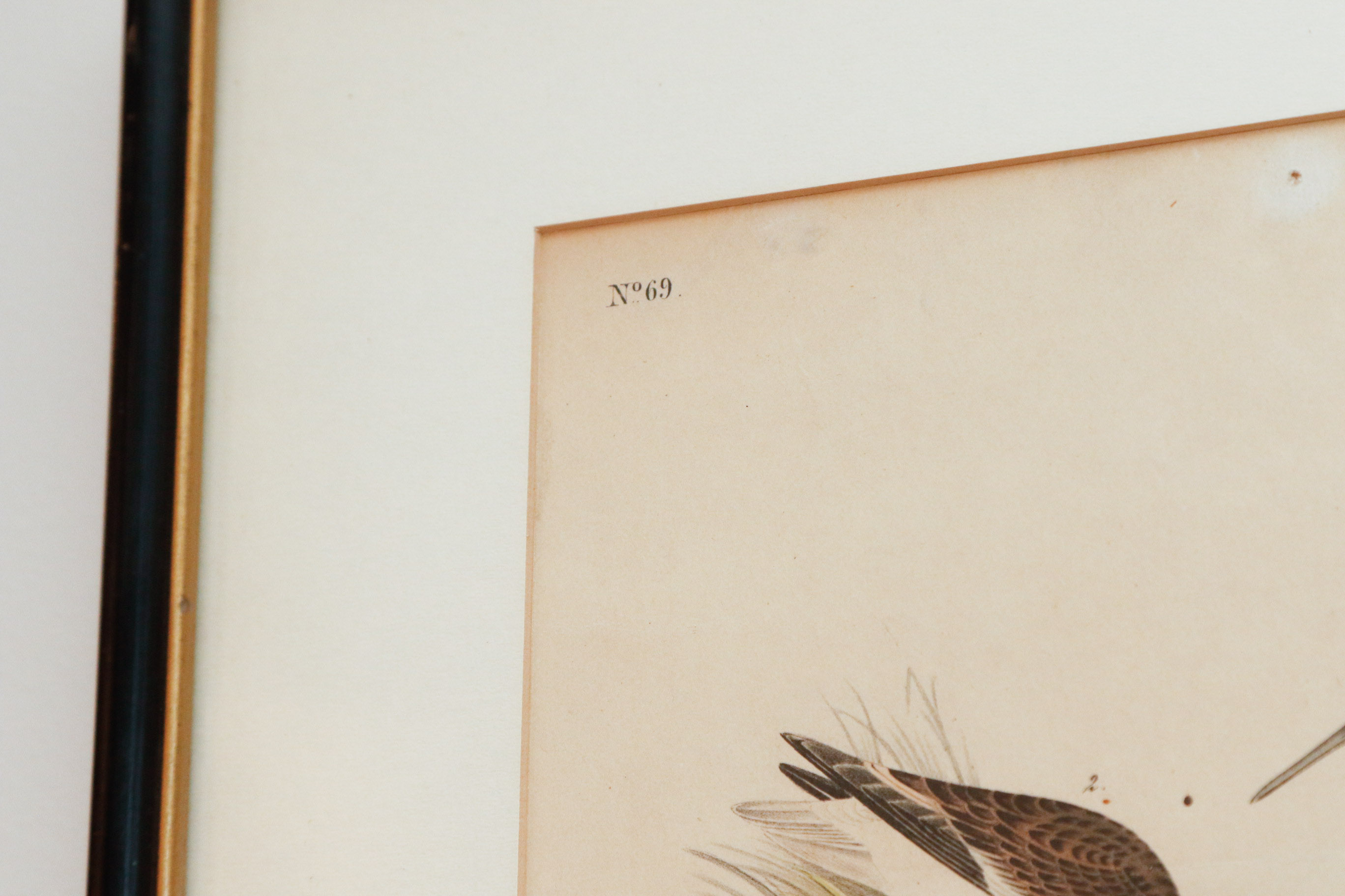 J.J. Audubon "Wilson's Phalarope" Bowen Edition Lithograph