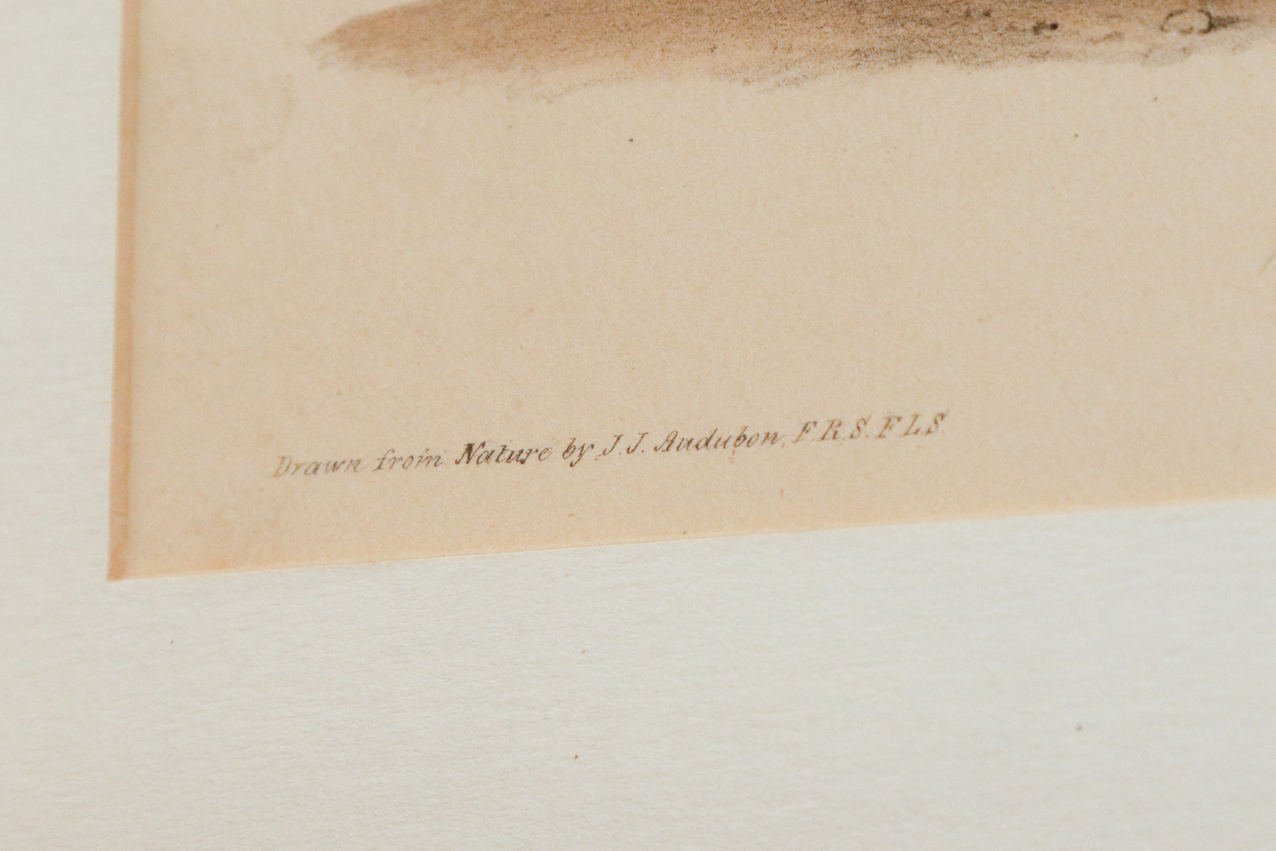 J.J. Audubon "Wilson's Phalarope" Bowen Edition Lithograph