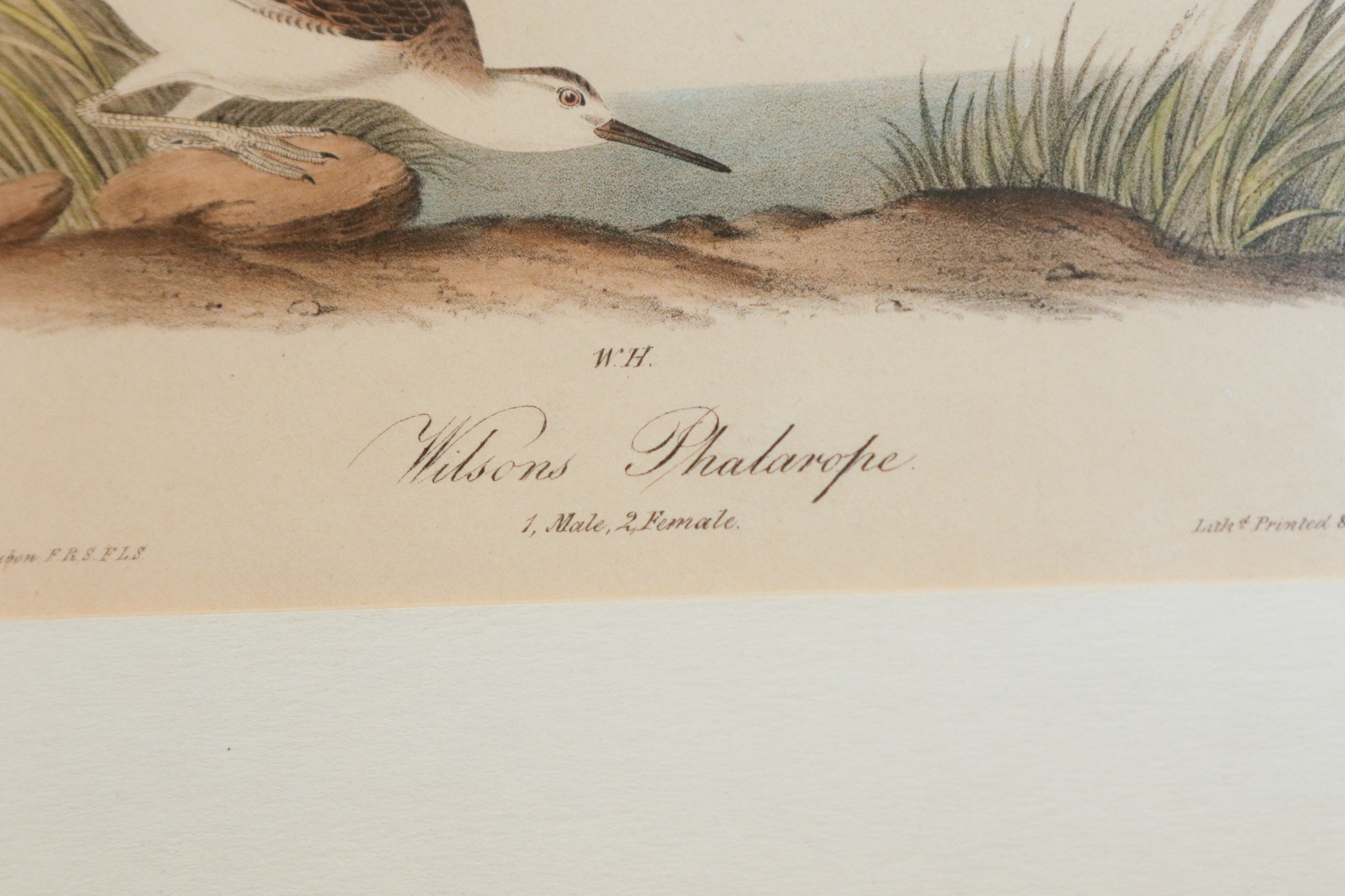 J.J. Audubon "Wilson's Phalarope" Bowen Edition Lithograph