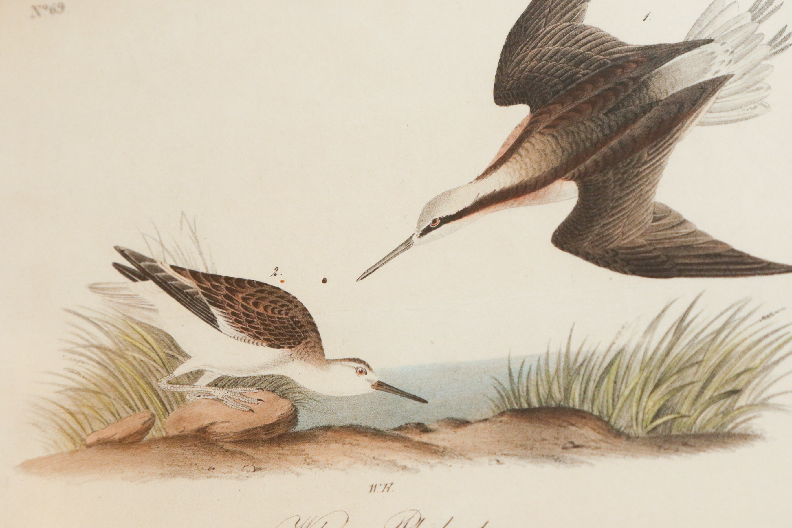 J.J. Audubon "Wilson's Phalarope" Bowen Edition Lithograph
