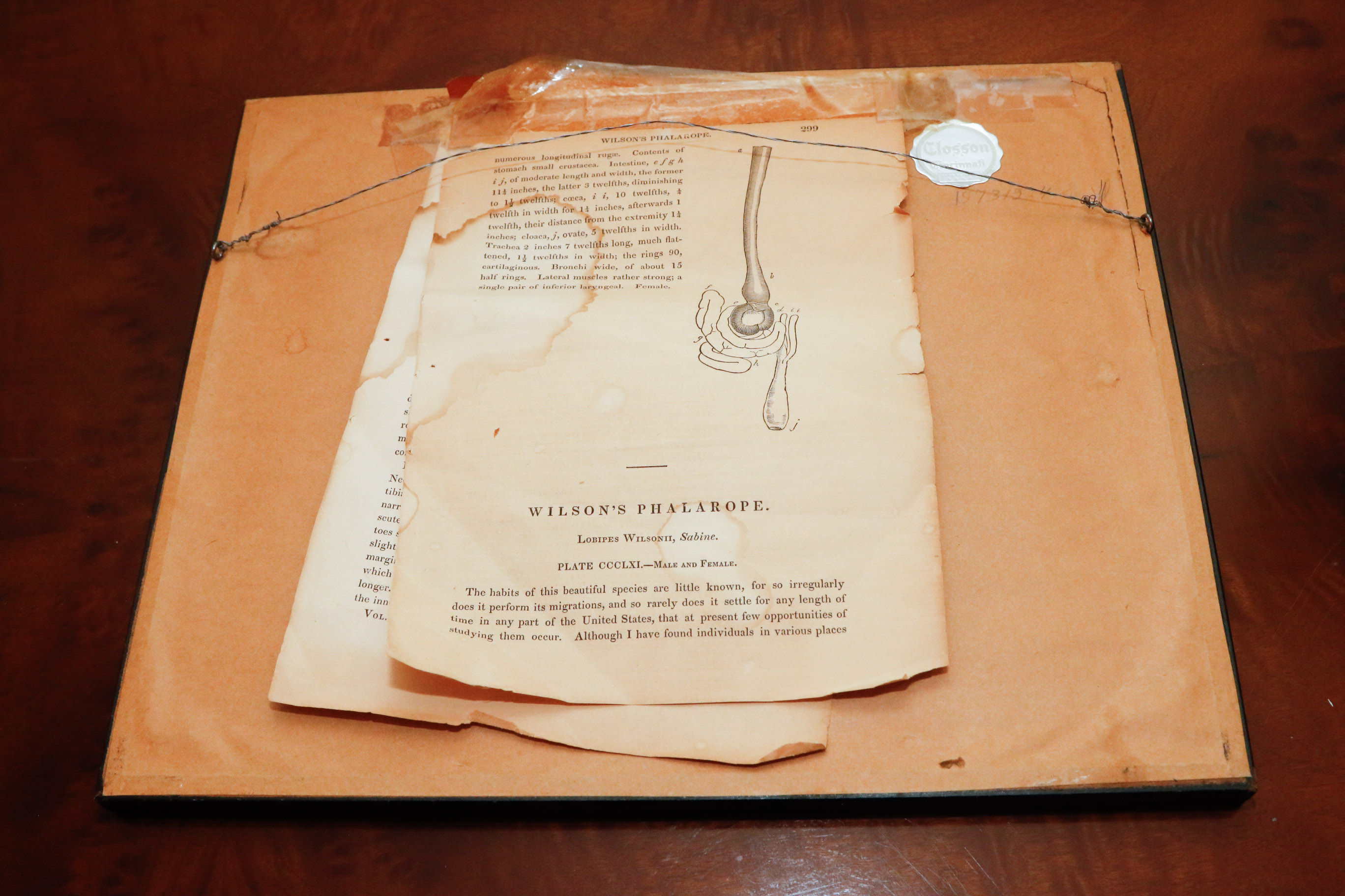 J.J. Audubon "Wilson's Phalarope" Bowen Edition Lithograph