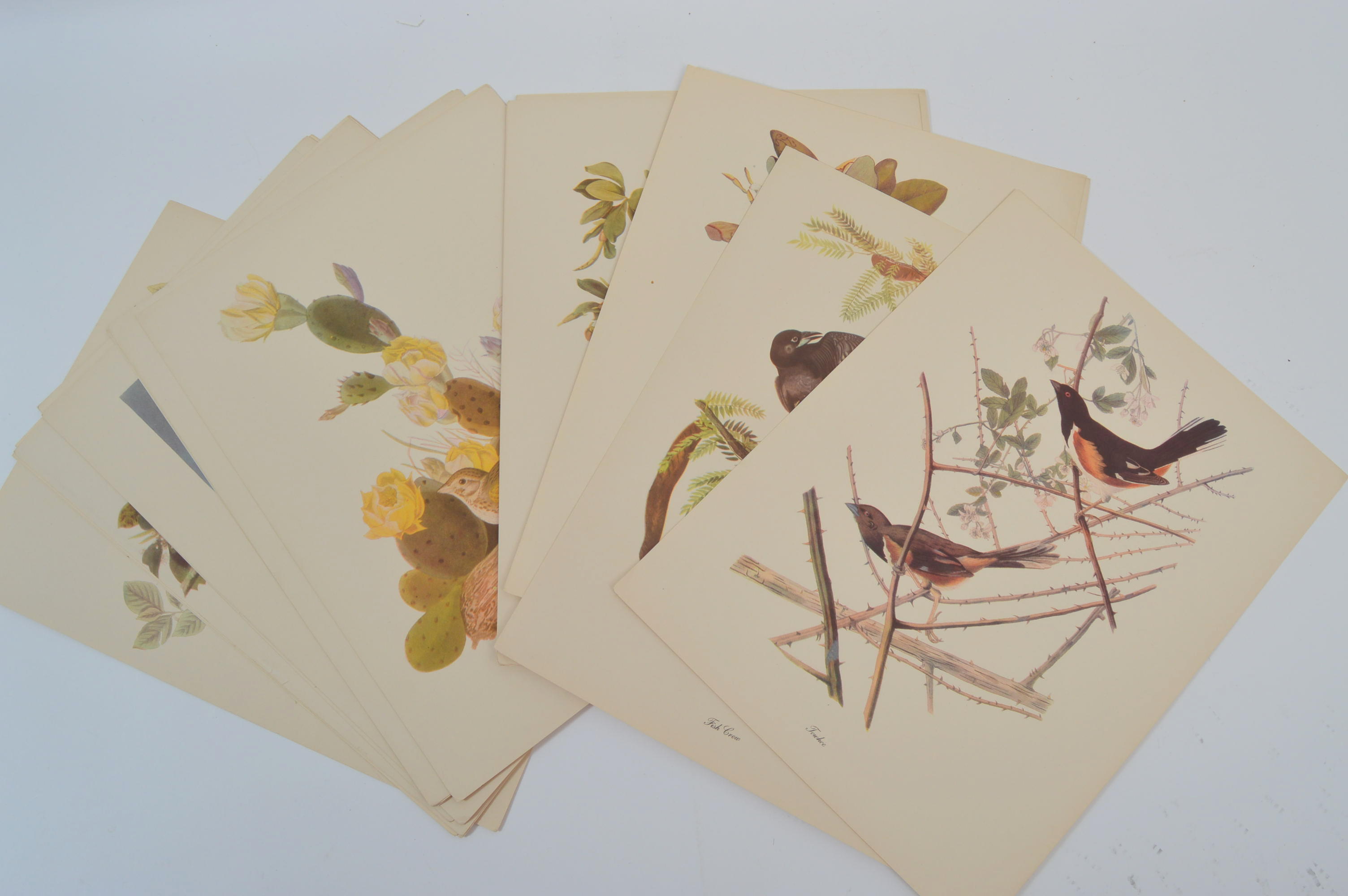 Audubon "Birds of America" Offset Lithograph Art Collection