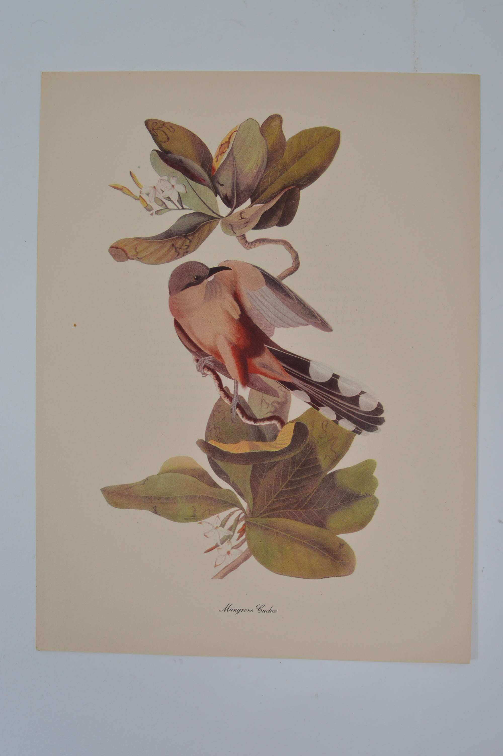 Audubon "Birds of America" Offset Lithograph Art Collection