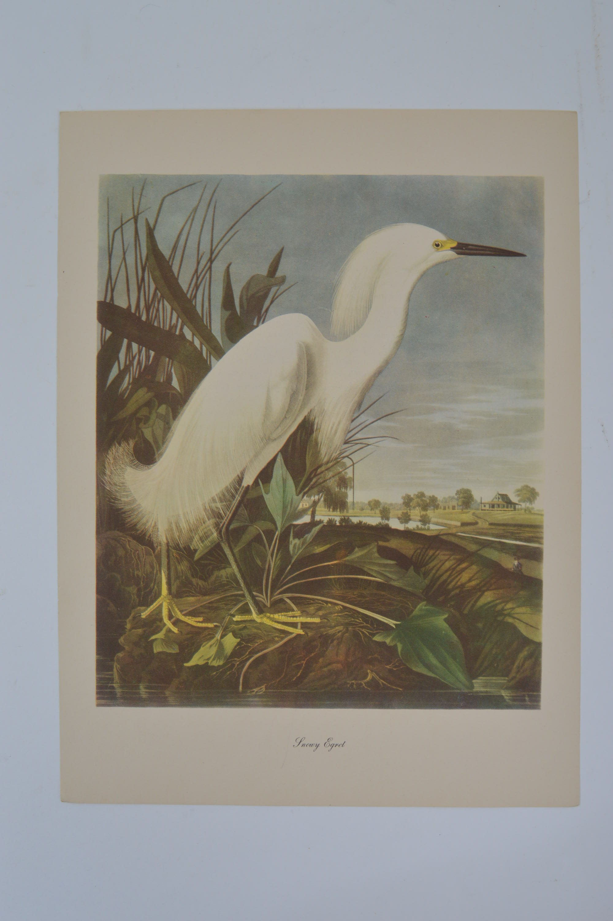 Audubon "Birds of America" Offset Lithograph Art Collection
