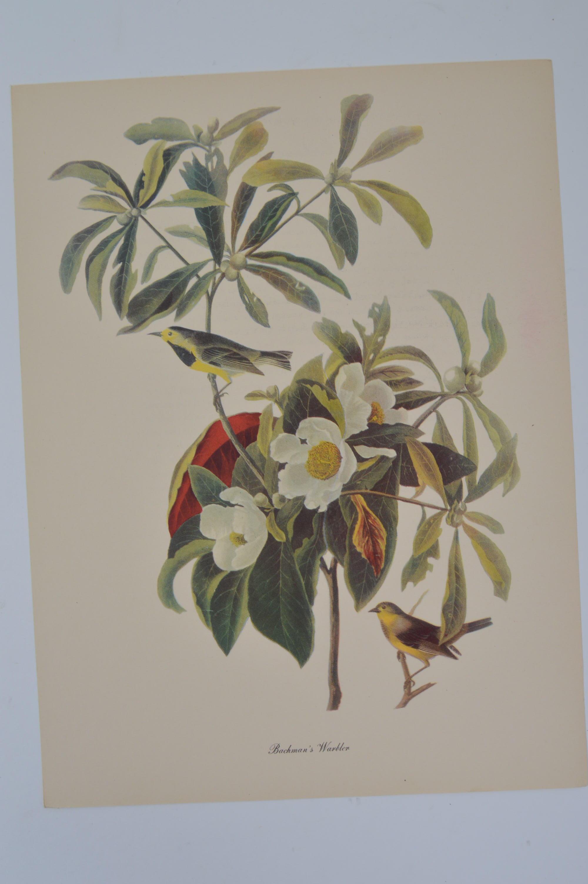 Audubon "Birds of America" Offset Lithograph Art Collection