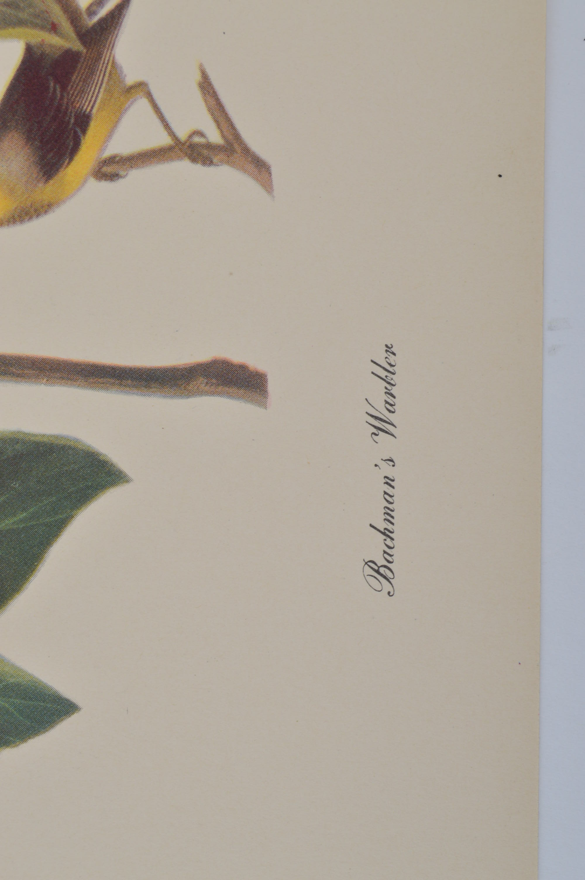 Audubon "Birds of America" Offset Lithograph Art Collection