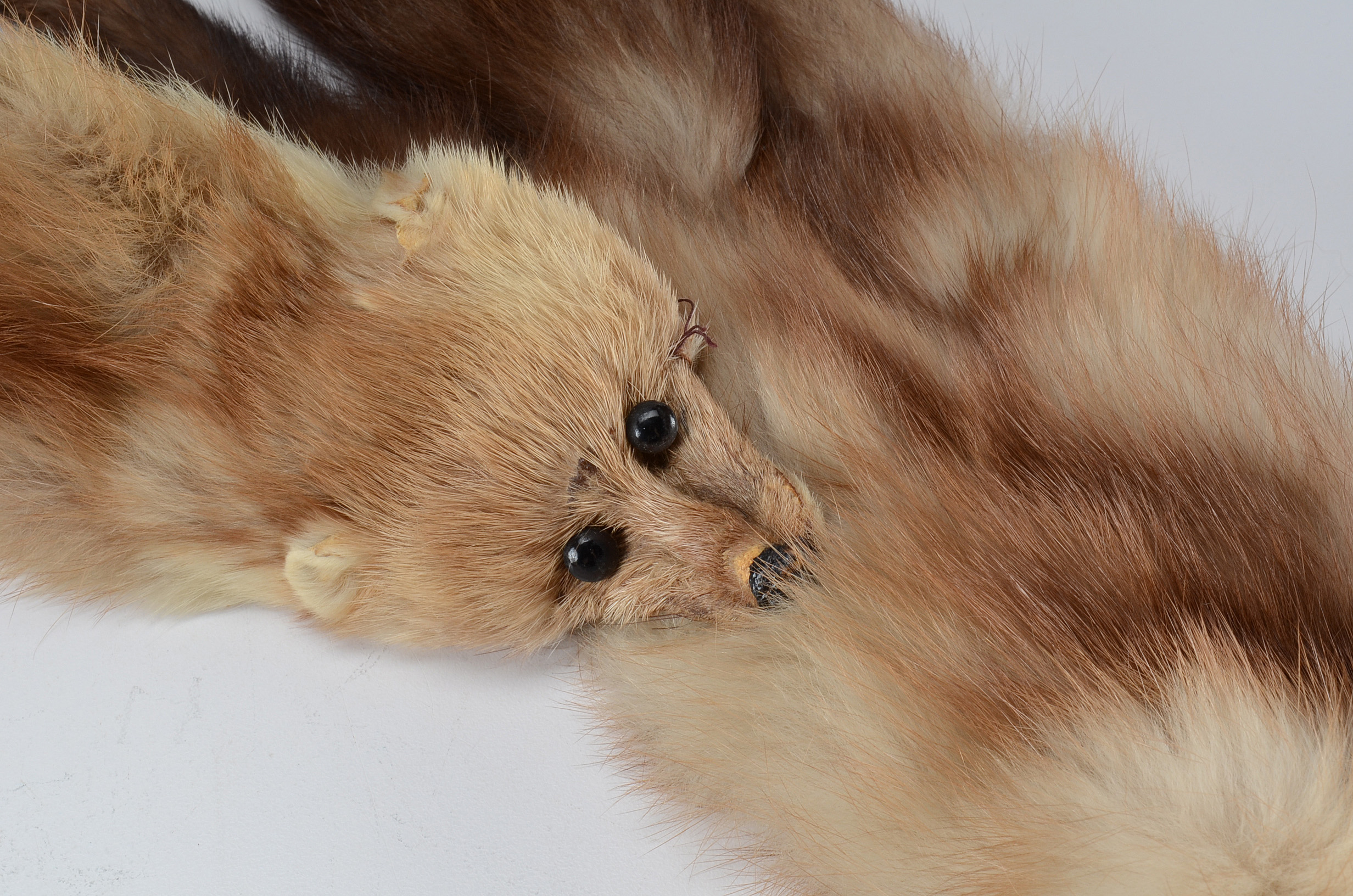 1950s Vintage Jenny of Cincinnati Marten Fur Stole