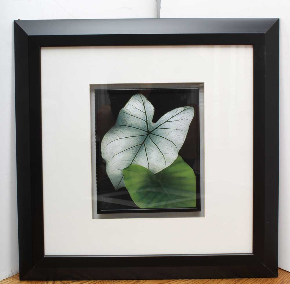 Trio of Decorative Flora Themed Prints