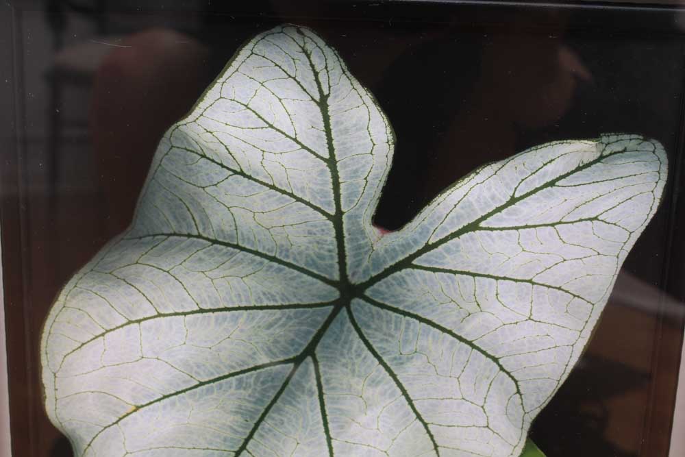 Trio of Decorative Flora Themed Prints