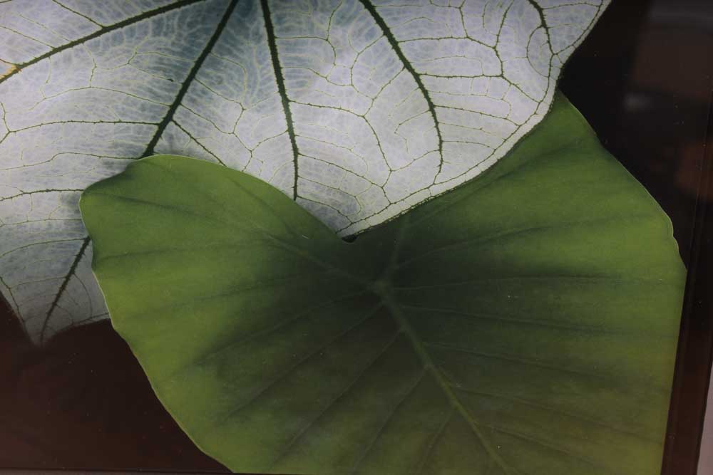 Trio of Decorative Flora Themed Prints