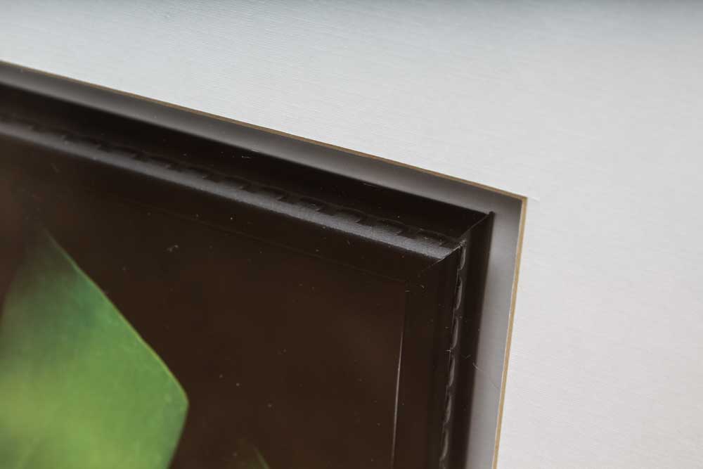 Trio of Decorative Flora Themed Prints