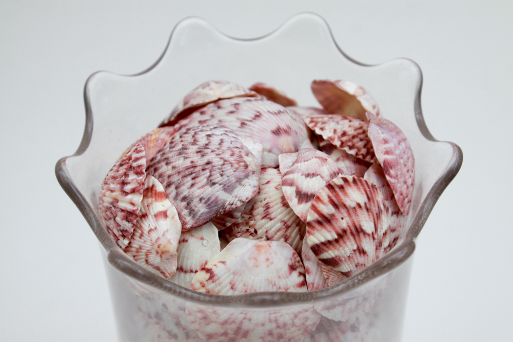 Apothecary Jar & Dishes Filled with Shells
