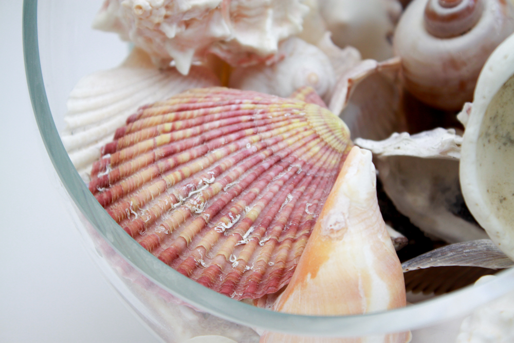 Apothecary Jar & Dishes Filled with Shells
