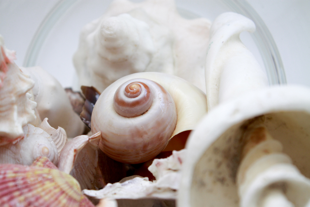 Apothecary Jar & Dishes Filled with Shells