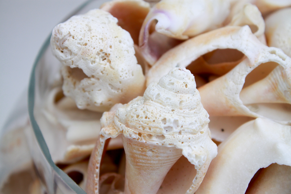 Apothecary Jar & Dishes Filled with Shells