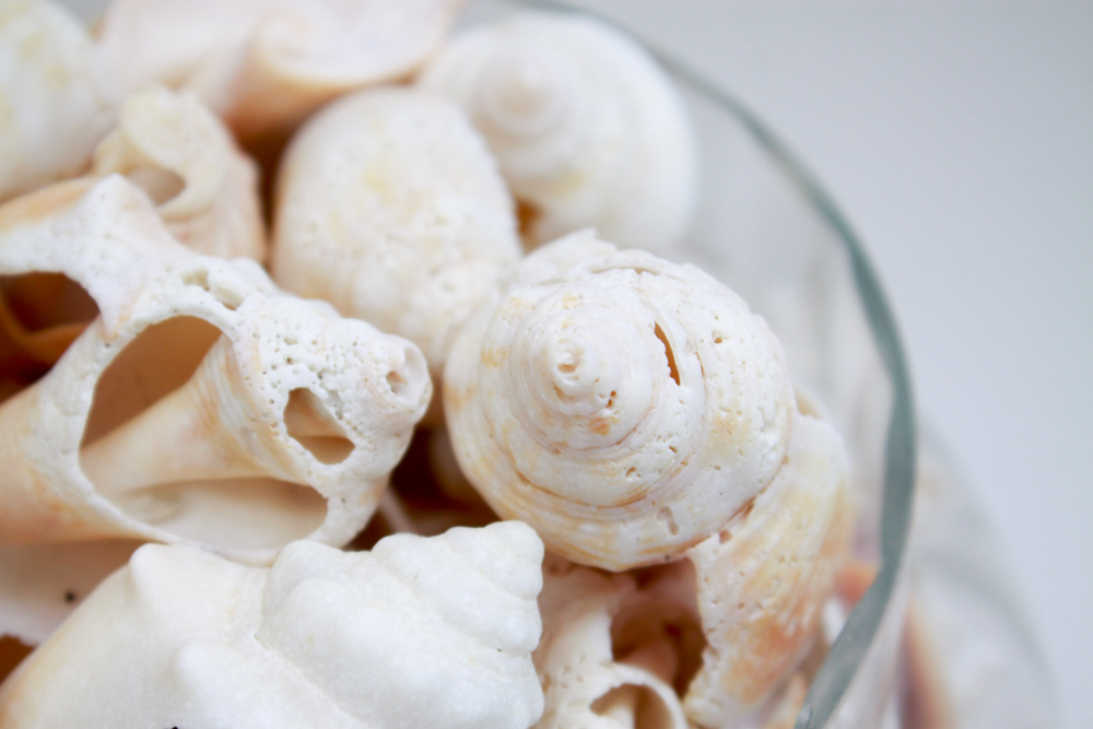 Apothecary Jar & Dishes Filled with Shells