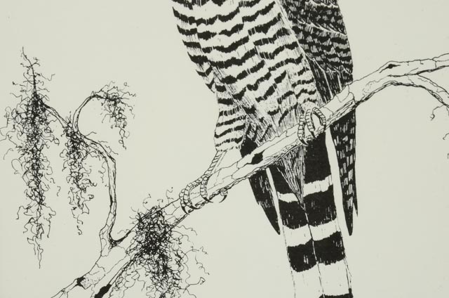 Norm Walker Signed Limited Edition Lithograph "Hook-billed Kite"