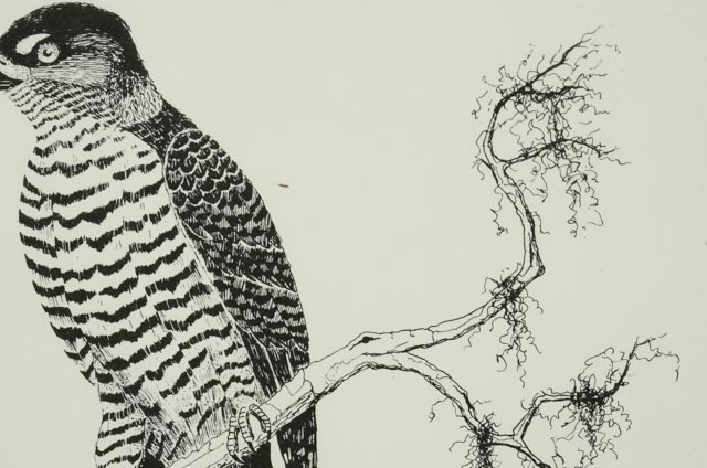 Norm Walker Signed Limited Edition Lithograph "Hook-billed Kite"