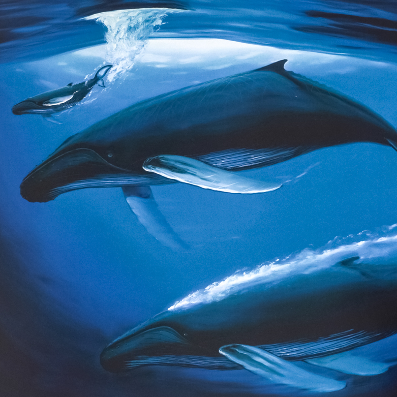 Robert Wyland "A Sea of Life" Signed Lithograph on Paper