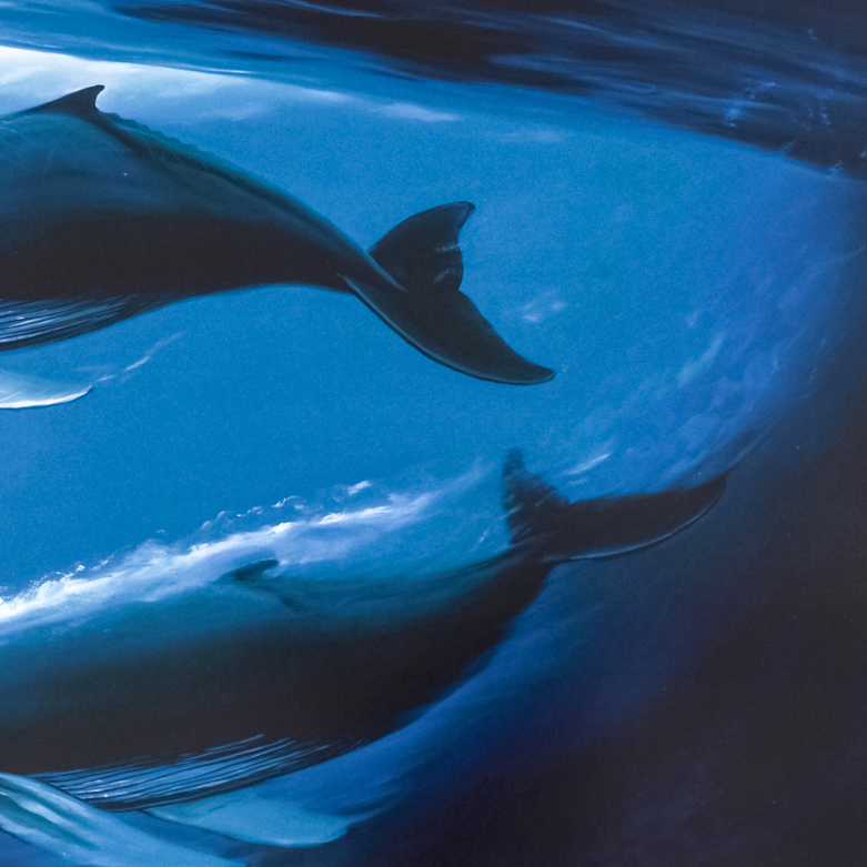 Robert Wyland "A Sea of Life" Signed Lithograph on Paper