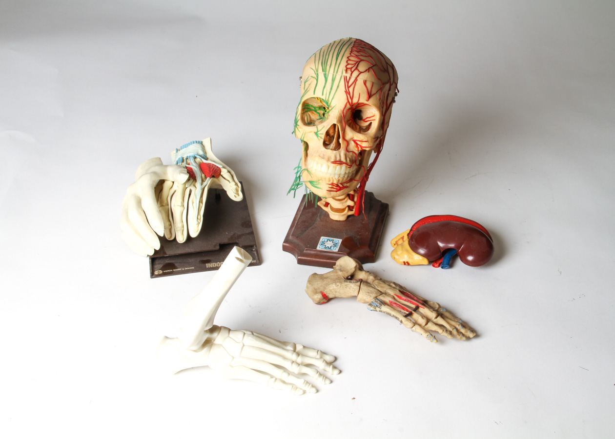 Vintage Anatomical Models