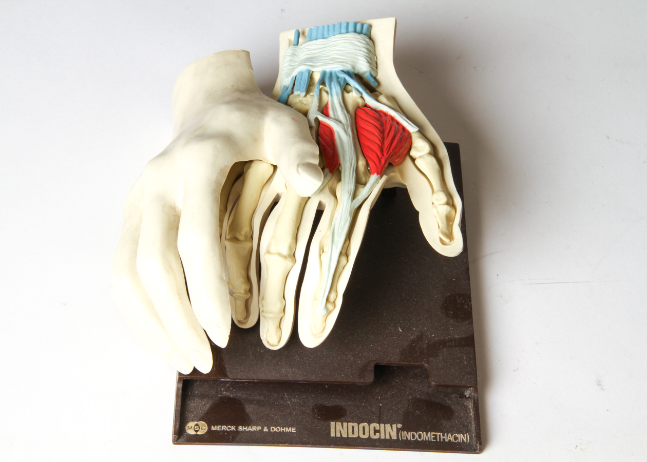 Vintage Anatomical Models