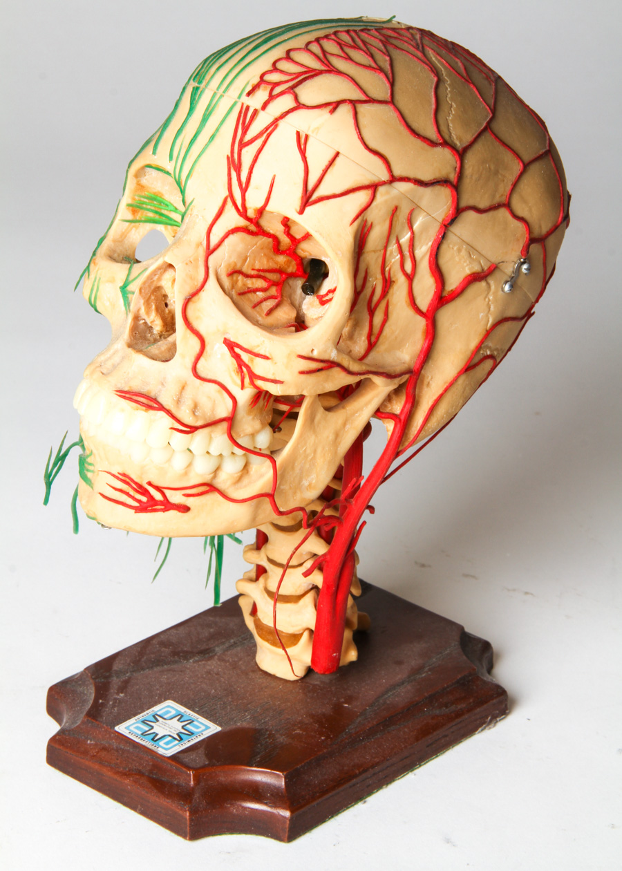 Vintage Anatomical Models