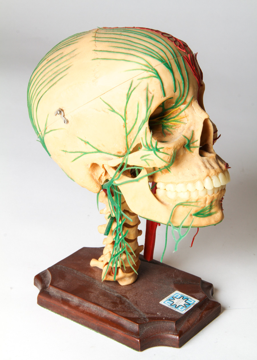 Vintage Anatomical Models