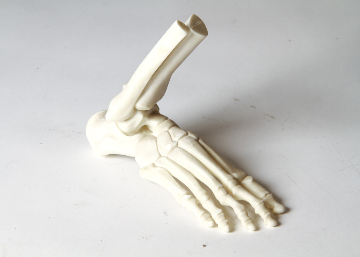 Vintage Anatomical Models