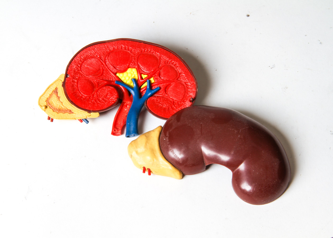 Vintage Anatomical Models