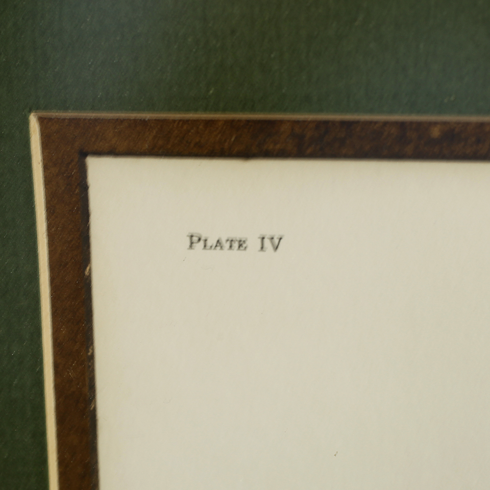 Charles J. Crume Jr. Framed and Matted Print of a Blue Jay