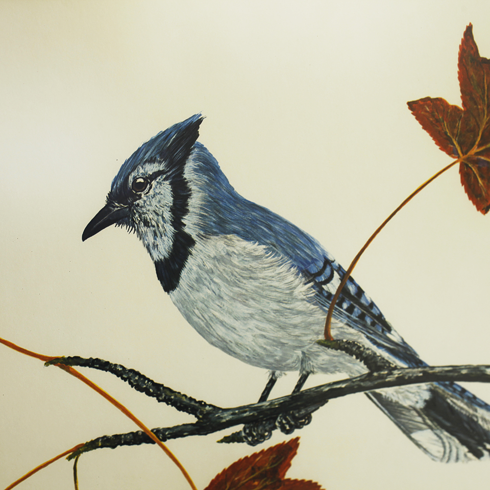 Charles J. Crume Jr. Framed and Matted Print of a Blue Jay