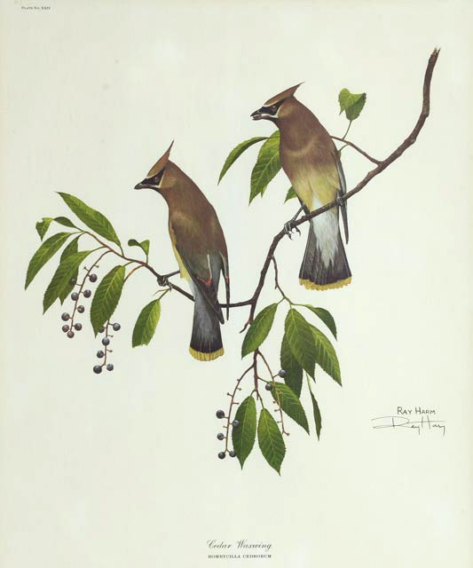 Ray Harm Signed Print "Cedar Waxwing"