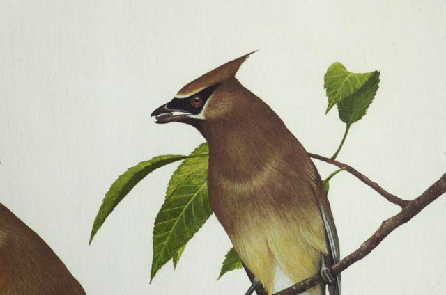 Ray Harm Signed Print "Cedar Waxwing"