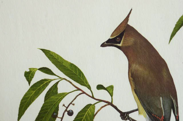 Ray Harm Signed Print "Cedar Waxwing"