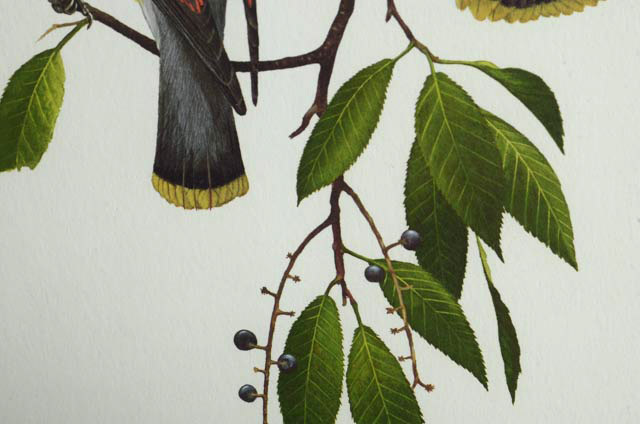 Ray Harm Signed Print "Cedar Waxwing"